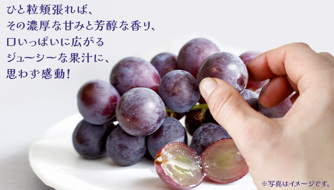 巨峰 １房【2026年7月上旬発送開始】 (茨城県共通返礼品：大子町) ぶどう 葡萄 ブドウ フルーツ 果物 スイーツ
