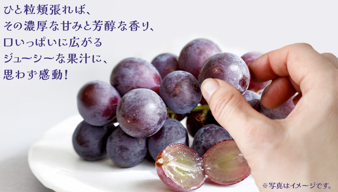 【 お中元 熨斗付き】 巨峰 ２房 【2026年8月上旬発送開始】(茨城県共通返礼品：大子町) ぶどう 葡萄 ブドウ フルーツ 果物 スイーツ ギフト 贈答用 贈り物 プレゼント