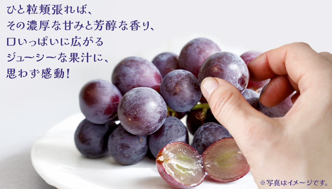 【桐箱入り】 巨峰 ２房 【2026年7月上旬発送開始】(茨城県共通返礼品：大子町) ぶどう 葡萄 ブドウ フルーツ 果物 スイーツ ギフト 贈答用 贈り物 プレゼント