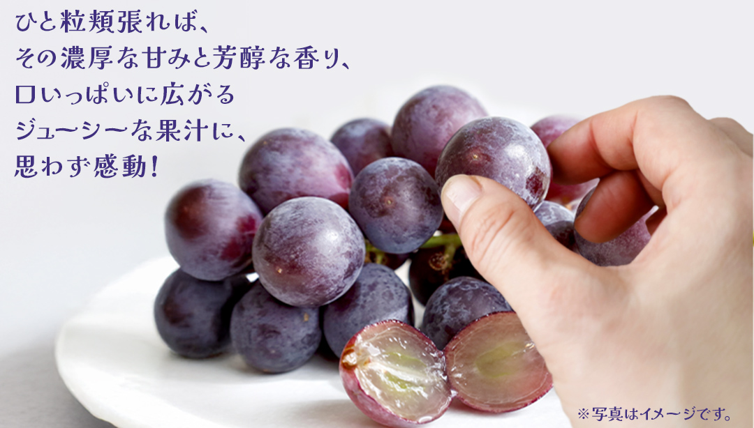 巨峰 5kg (7～9房) 【2026年7月上旬発送開始】(茨城県共通返礼品：大子町) ぶどう 葡萄 ブドウ フルーツ 果物 スイーツ