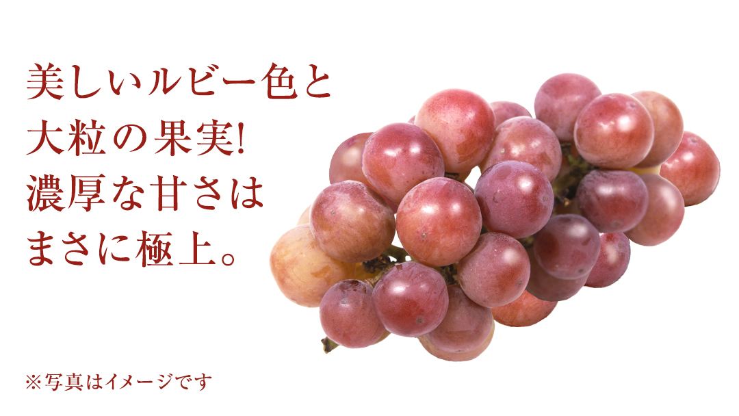【桐箱入り】 ゴルビー １房【2026年9月上旬発送開始】(茨城県共通返礼品：大子町) ぶどう ブドウ 葡萄 果物 フルーツ 果実 贈答用 ギフト 贈り物 プレゼント