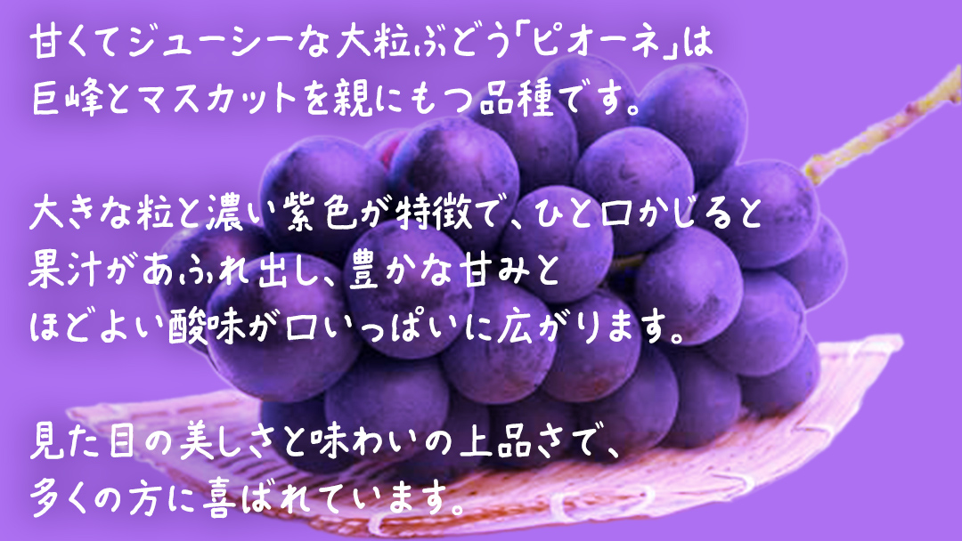 【 お中元 桐箱入り】 ピオーネ ２房 【2026年8月上旬発送開始】(茨城県共通返礼品：大子町) ブドウ ぶどう 葡萄 ピオーネ 果物 フルーツ 果実 贈答用 贈り物 ギフト プレゼント