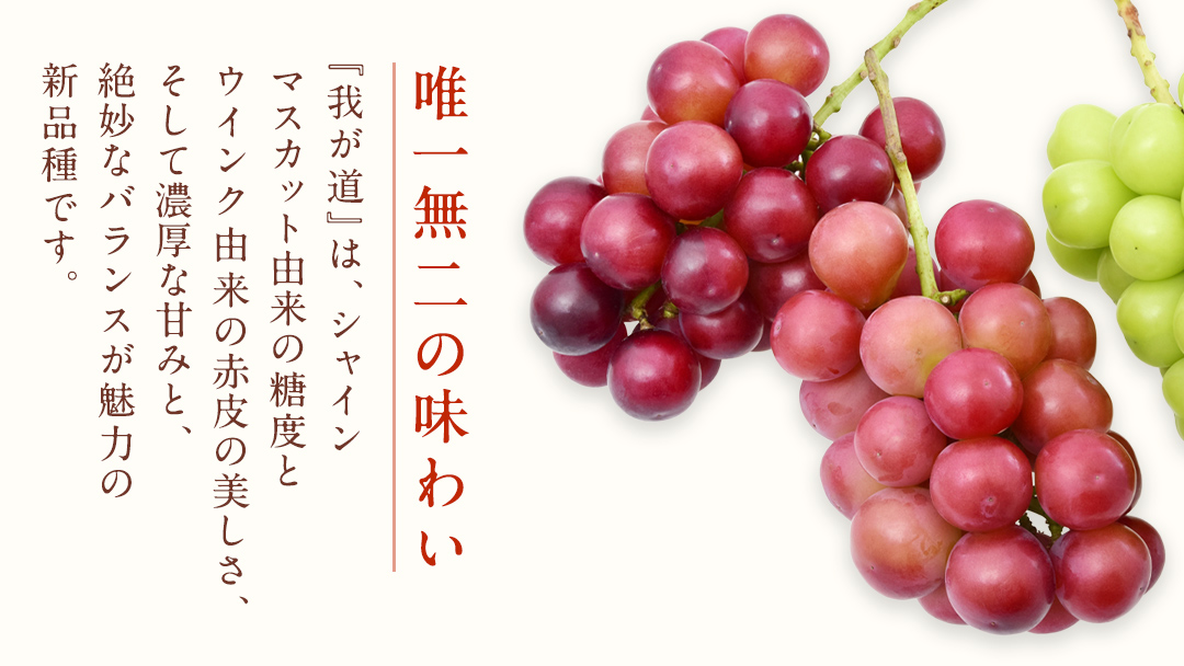 我が道 ４房【2026年9月上旬発送開始】(茨城県共通返礼品：大子町) シャインマスカット ウインク 葡萄 ブドウ ぶどう 果物 フルーツ 希少 新品種