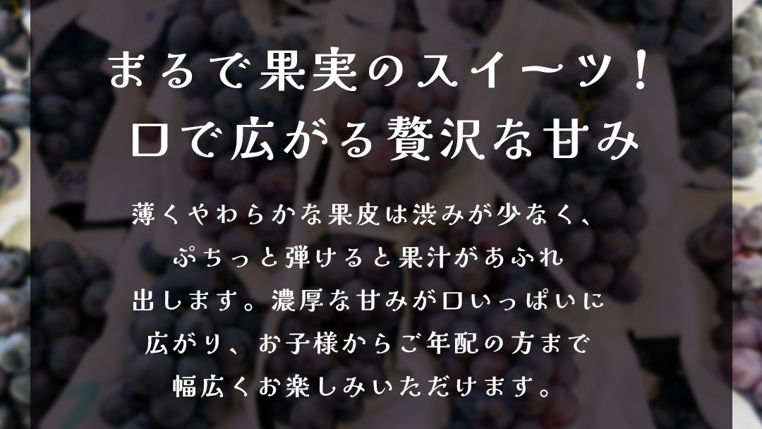ナガノパープル 約5kg (7～9房)【2026年9月上旬発送開始】(茨城県共通返礼品：大子町) ぶどう 葡萄 ブドウ 果物 フルーツ 果実