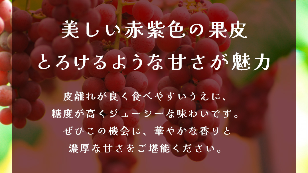 クインニーナ 約5kg (7～9房) 【2026年9月上旬発送開始】(茨城県共通返礼品：大子町) ぶどう 葡萄 ブドウ 果物 フルーツ 果実