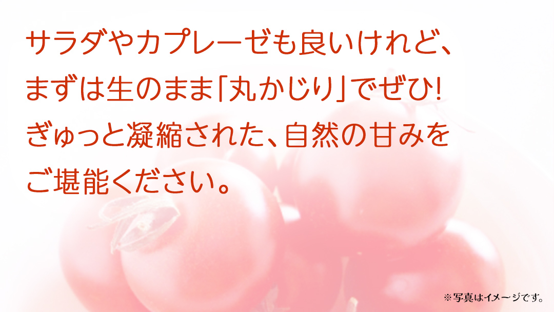 フルーツトマト 約900g (13～16個)【2026年3月上旬発送開始】(茨城県共通返礼品：大子町) トマト とまと 野菜 やさい