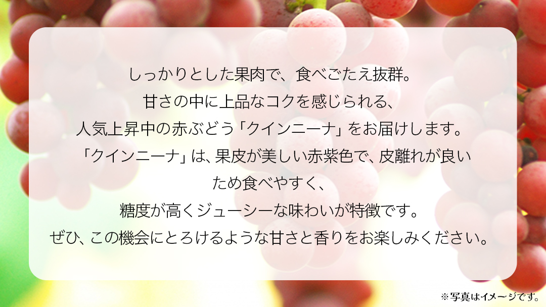 クインニーナ１房 【2026年9月上旬発送開始】(茨城県共通返礼品：大子町) ぶどう 葡萄 ブドウ 果物 フルーツ 果実