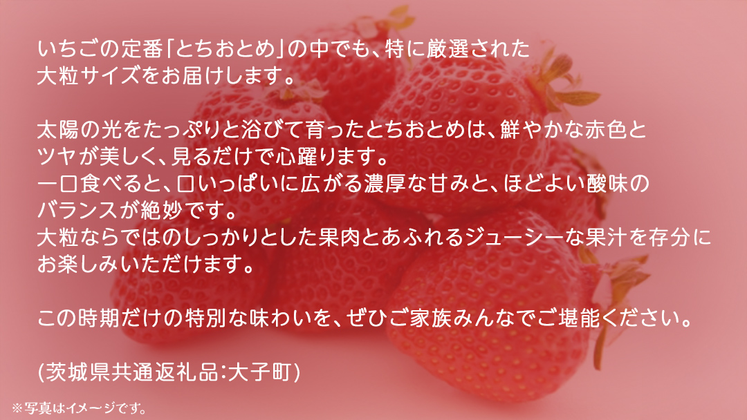 とちおとめ 大粒 250g（8～12粒）×4パック【2025年12月上旬発送開始】(茨城県共通返礼品：大子町) いちご 苺 果物 フルーツ 果実