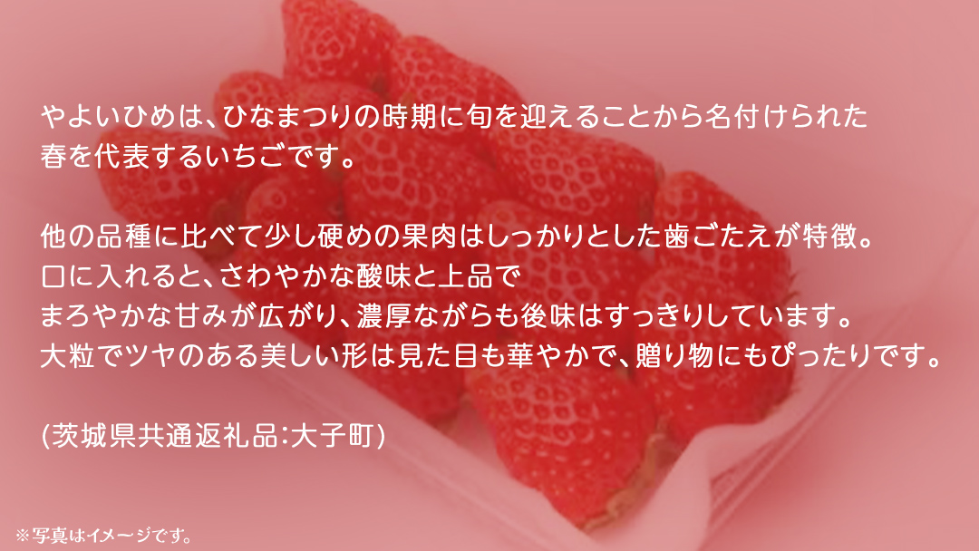 やよいひめ 大粒 250g（8～12粒）×4パック【2025年12月上旬発送開始】(茨城県共通返礼品：大子町) いちご 苺 果物 フルーツ 果実