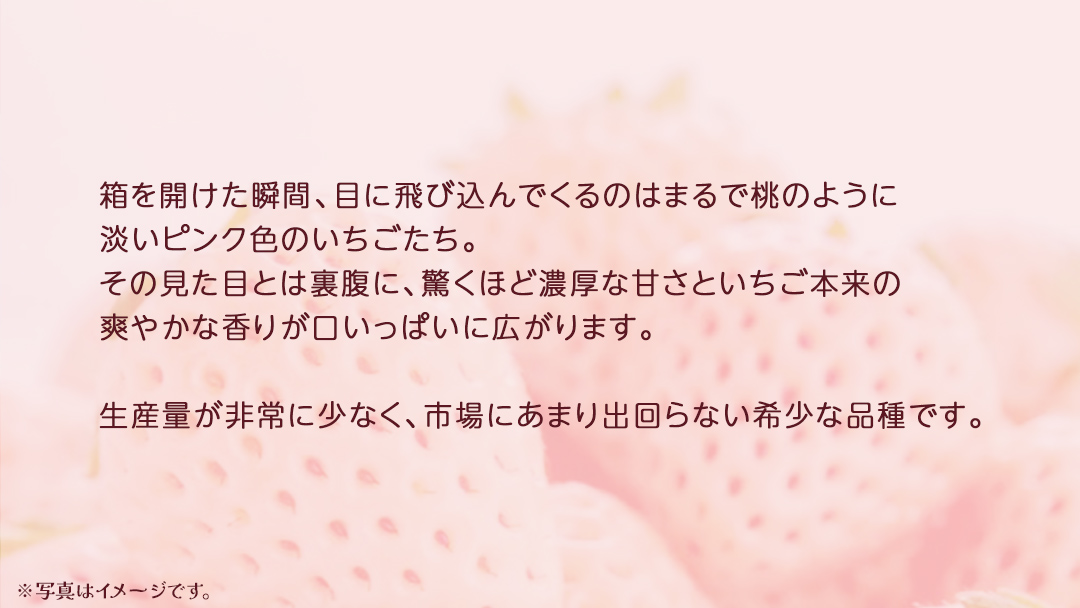 ピンクいちご 大粒 250g（8～12粒）×4パック【2025年12月上旬発送開始】(茨城県共通返礼品：大子町) いちご 苺 果物 フルーツ 果実