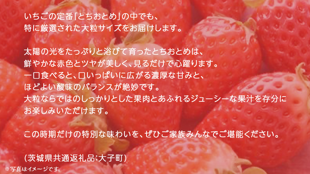 桐箱入り 大粒 とちおとめ 12粒【2025年12月上旬発送開始】(茨城県共通返礼品：大子町) いちご 苺 果物 フルーツ 果実