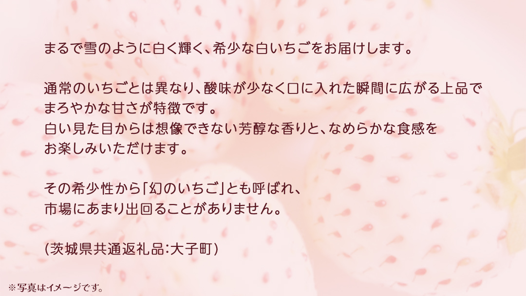 桐箱入り 大粒 白いちご 12粒【2025年12月上旬発送開始】(茨城県共通返礼品：大子町) いちご 苺 果物 フルーツ 果実