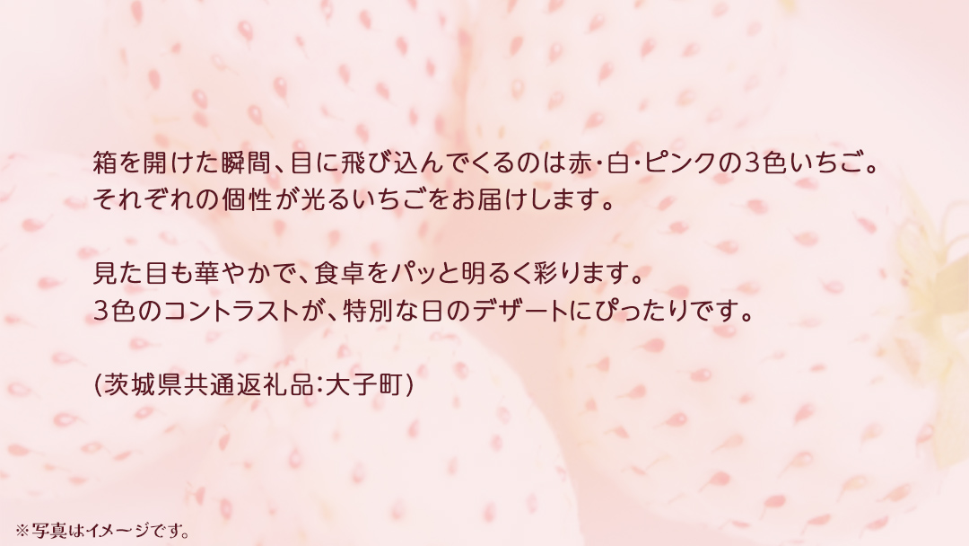 桐箱入り 大粒 3色いちご 12粒【2025年12月上旬発送開始】(茨城県共通返礼品：大子町) いちご 苺 果物 フルーツ 果実