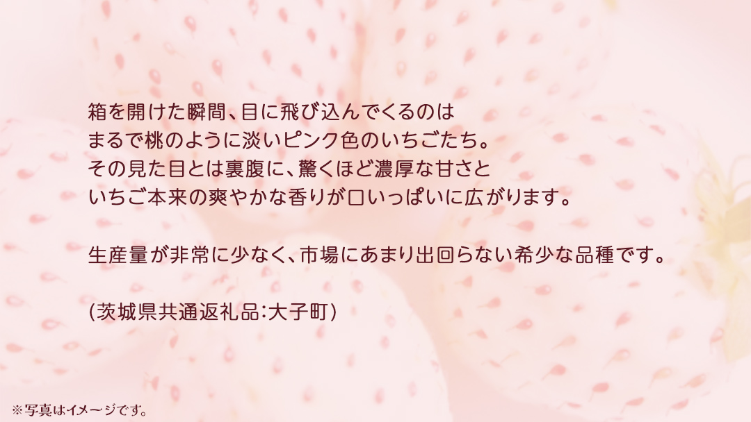 桐箱入り 大粒 ピンクいちご 12粒【2025年12月上旬発送開始】(茨城県共通返礼品：大子町) いちご 苺 果物 フルーツ 果実
