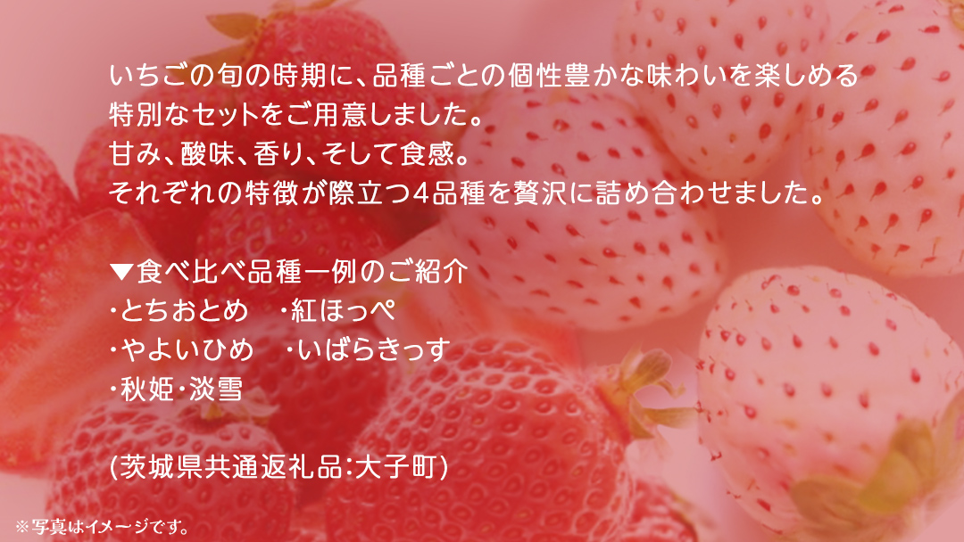 いちごの 食べ比べ 4品種×1パック【2025年12月上旬発送開始】(茨城県共通返礼品：大子町) いちご 苺 果物 フルーツ 果実