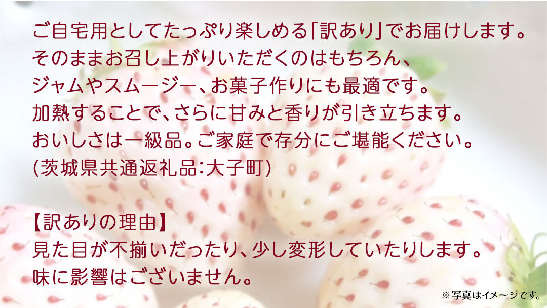 訳あり 白いちご 2kg【2026年3月発送開始】(茨城県共通返礼品：大子町) 苺 果物 フルーツ 果実 ご家庭用
