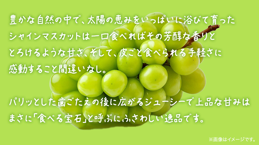 シャインマスカット 2.5kg 【2026年8月下旬発送開始】(茨城県共通返礼品：大子町) ぶどう 葡萄 ブドウ マスカット フルーツ 果物 贈答用 ギフト 贈り物