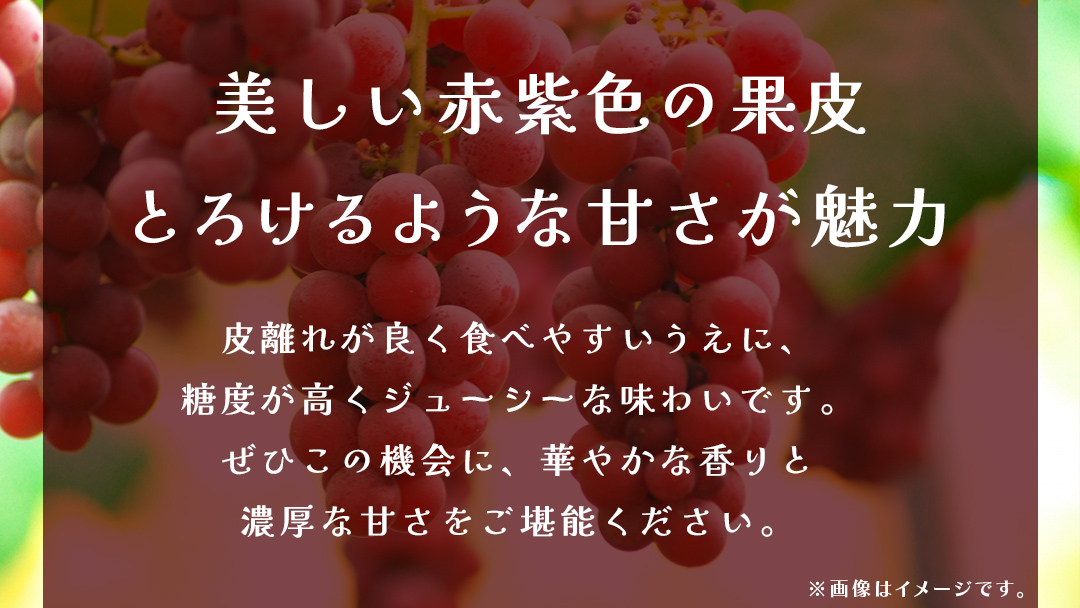 【 訳あり 】 クインニーナ 3kg 【2026年9月発送開始】(茨城県共通返礼品：大子町) ぶどう 葡萄 ブドウ 果物 フルーツ 果実 ワケあり ご自宅用 ご家庭用 自分用