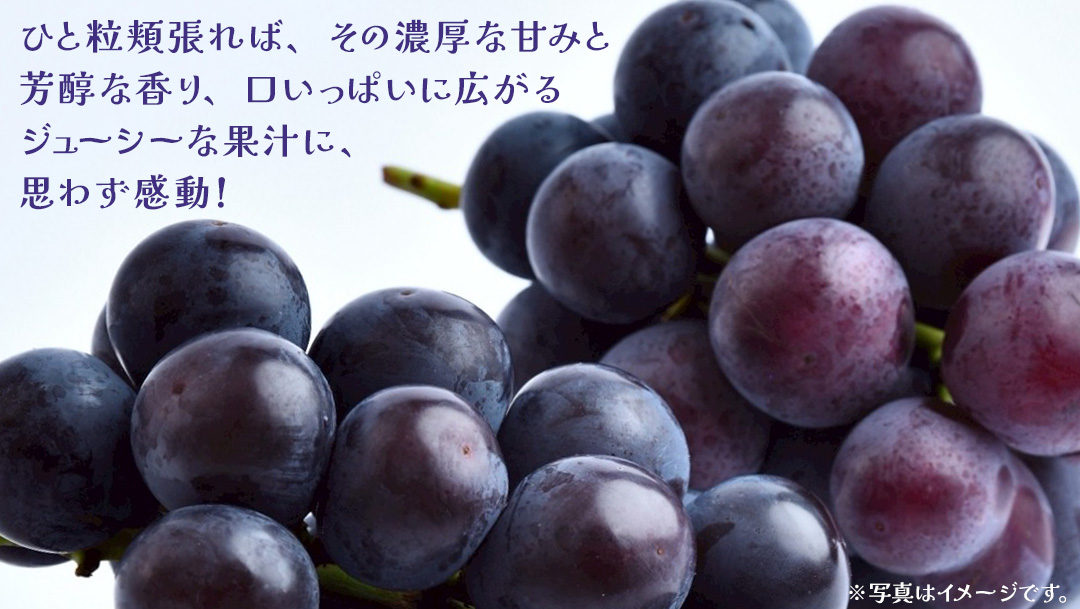 巨峰 2.5kg (4～6房)【2026年8月下旬発送開始】(茨城県共通返礼品：大子町) ぶどう 葡萄 ブドウ フルーツ 果物 スイーツ