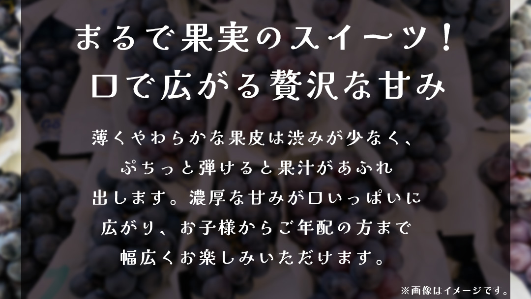 ナガノパープル 2.5kg (4～6房)【2026年8月下旬発送開始】(茨城県共通返礼品：大子町) ぶどう 葡萄 ブドウ 果物 フルーツ 果実