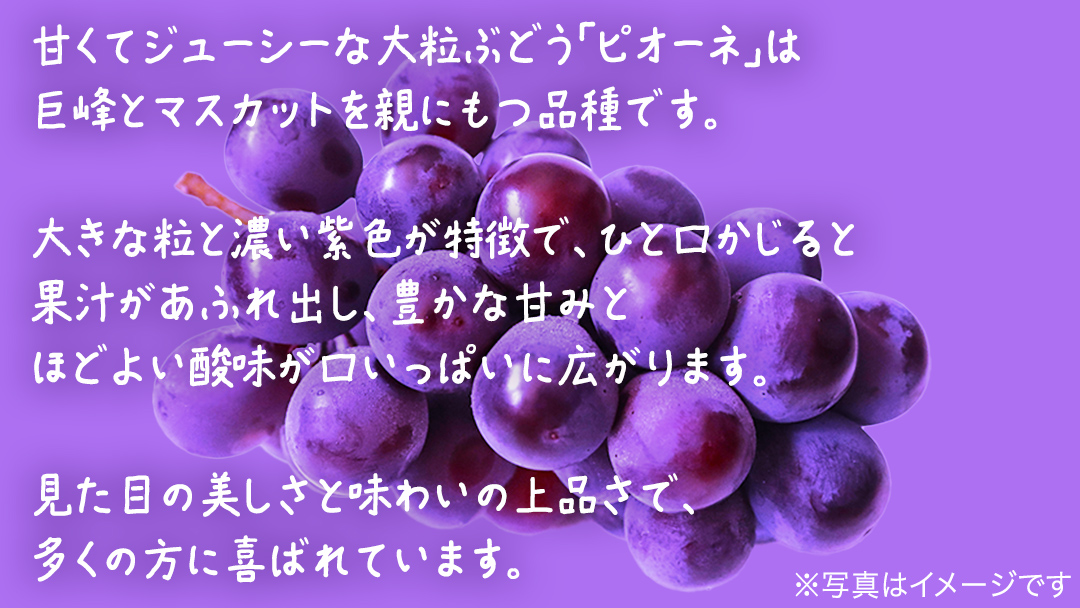 【 訳あり 】 ピオーネ 3kg 【2026年9月発送開始】(茨城県共通返礼品：大子町) ブドウ ぶどう 葡萄 ピオーネ 果物 フルーツ 果実 ワケあり ご自宅用 ご家庭用 自分用