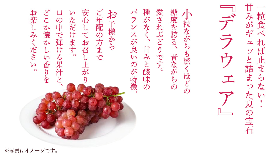 デラウェア 1kg 【 2026年6月発送開始 】 (茨城県共通返礼品：大子町) デラウェア ぶどう ブドウ 葡萄 完熟 種無し フルーツ 旬果