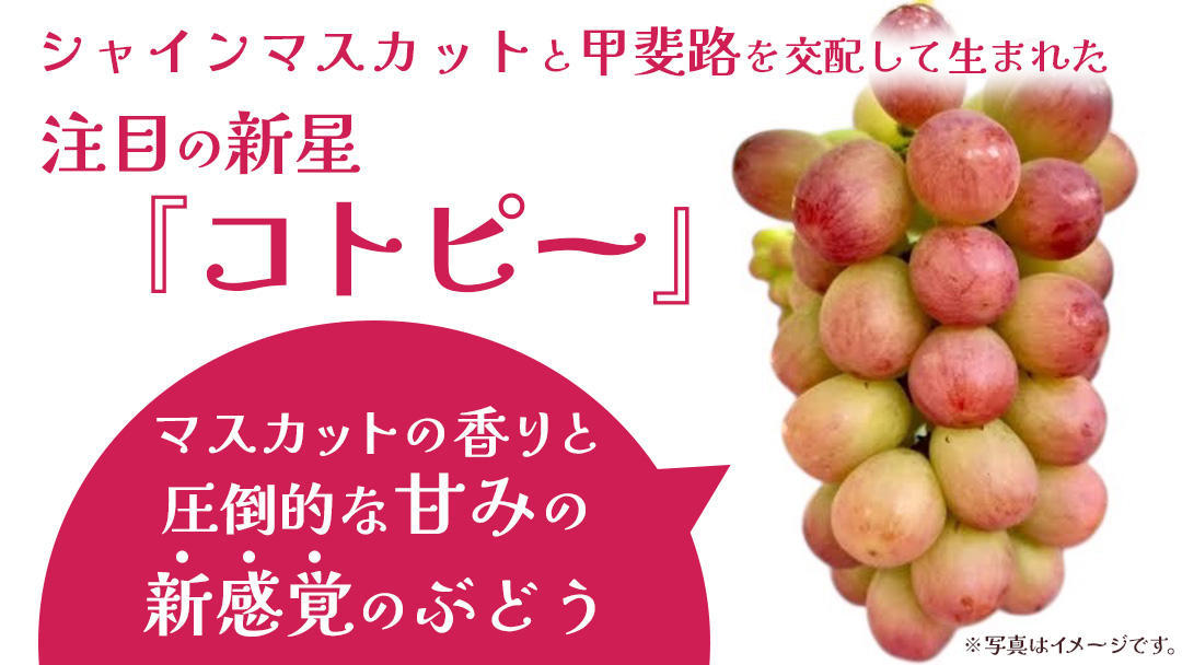 コトピー 2.5kg 【2026年8月下旬発送開始 】 (茨城県共通返礼品：大子町) コトピー ぶどう ブドウ 葡萄 皮ごと 赤い シャインマスカット 新品種 フルーツ 旬果