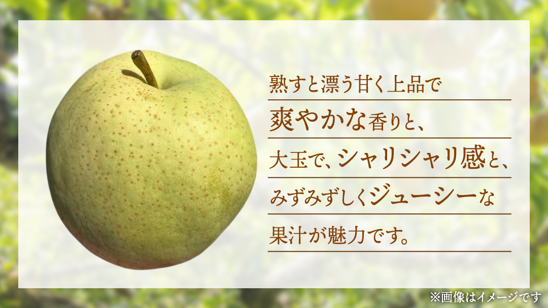 かおり 梨 5kg 【2026年8月中旬発送開始】(茨城県共通返礼品：大子町) 梨 なし 果物 くだもの フルーツ かおり 芳醇 希少品 青梨