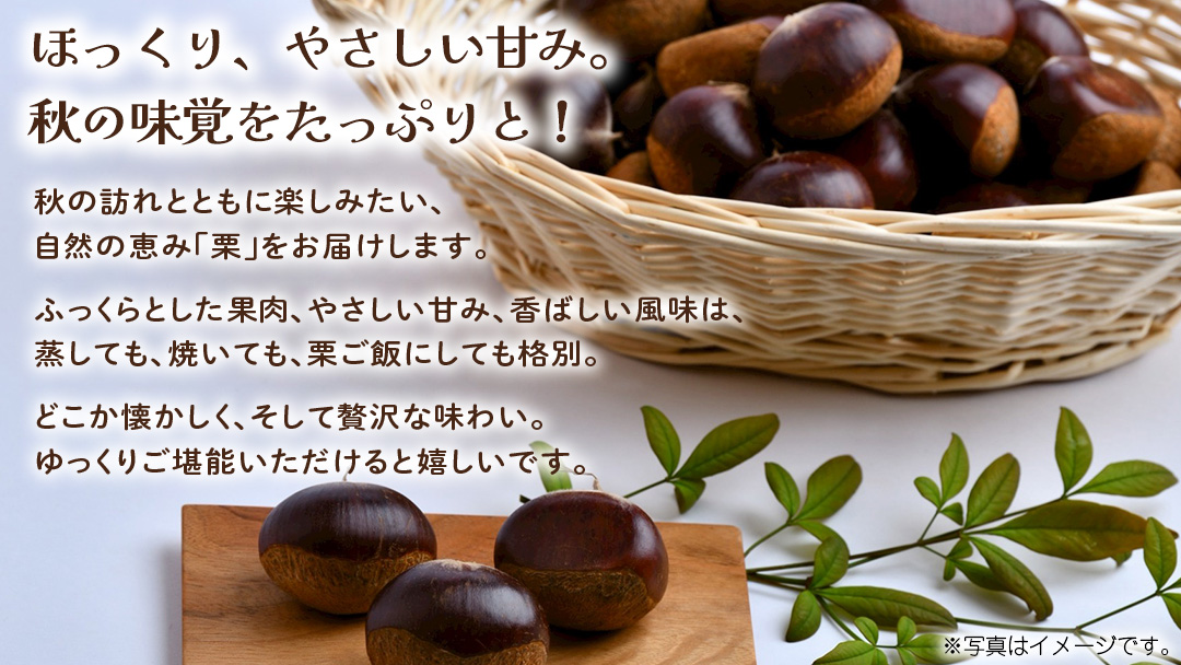 栗 1kg 【2026年9月上旬発送開始】(茨城県共通返礼品：大子町) くり マロン 果物 スイーツ モンブラン 栗きんとん 生栗 焼き栗 甘栗