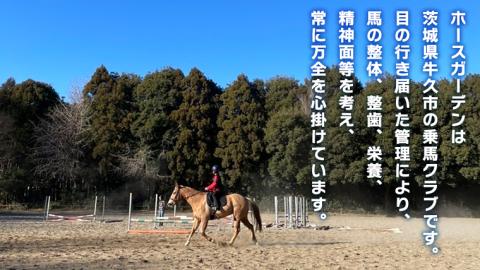 乗馬体験１回コース 乗馬 レッスン 見学 初心者 日帰り 体験 馬 チケット