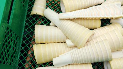 《 先行予約 》 掘りたて 穂先 ゆでたけのこ 約1kg 【 2026年 4月中旬 以降発送 】 野菜 春 旬 期間限定 数量限定 国産 産地直送 箱 真空パック 個包装 茹で 筍 タケノコ 竹の子