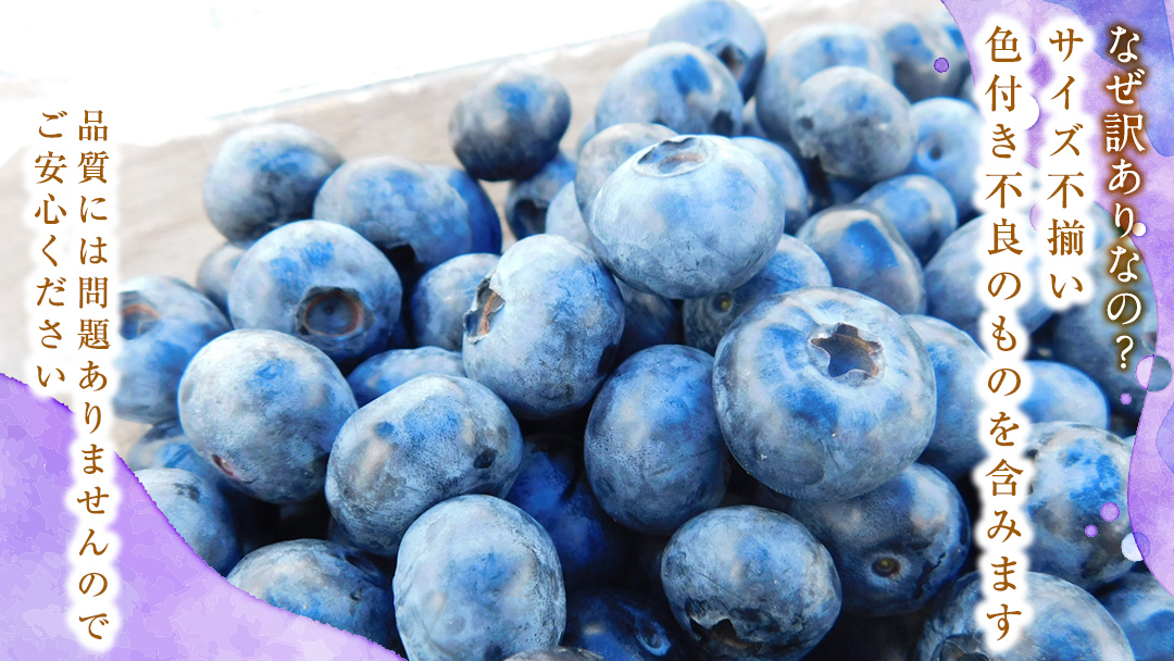 【 訳あり 】 朝採れ 完熟 ブルーベリー 1050g ( 350g × 3パック ) 【 2026年 7月中旬頃より発送開始 】 ぶるーべりー フルーツ 果物 くだもの 新鮮 ベリー 小分け 朝どり 国産 生 規格外 不揃い