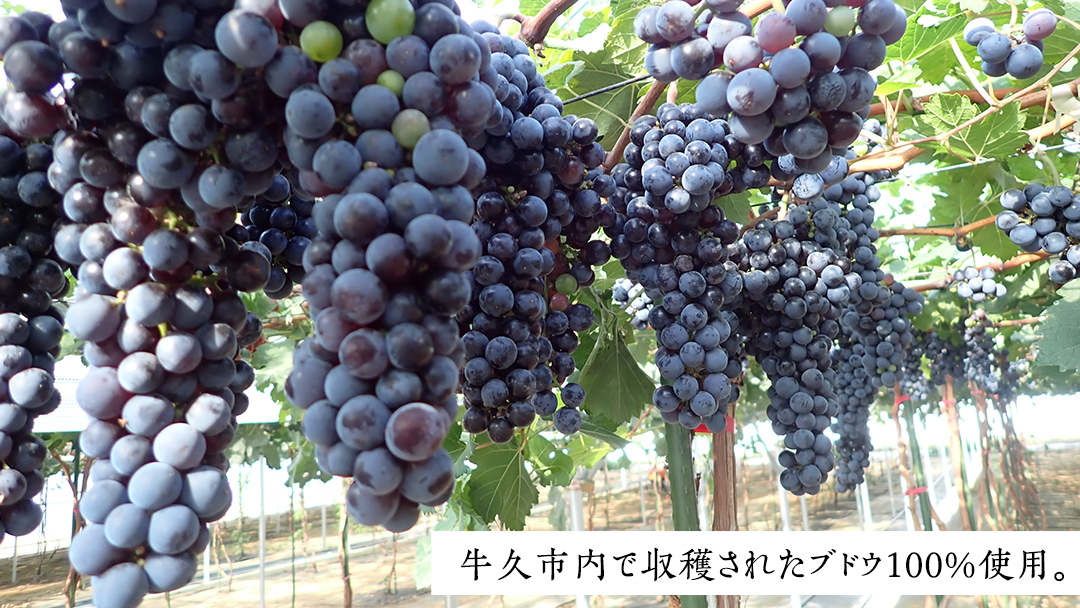 【 数量限定 】 牛久葡萄酒メルロー 2024（赤） 750ml 1本 お酒 牛久シャトー ワイナリー 赤ワイン ぶどう 国産ぶどう 葡萄 贈り物 ライトボディ 日本ワイン 茨城農芸学院 わいん