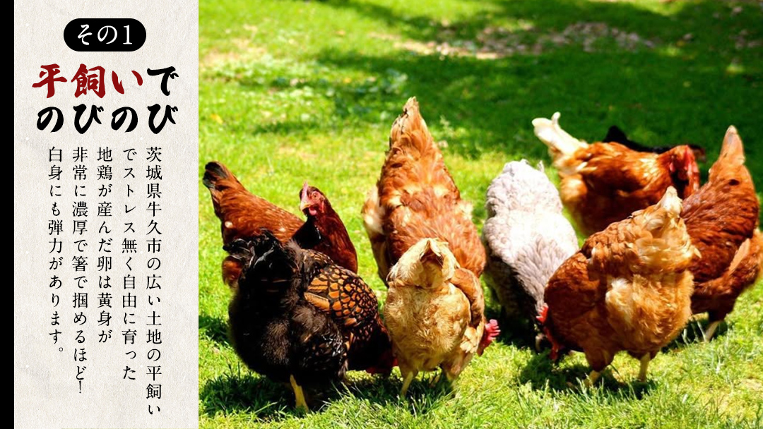 【12ヵ月 連続 定期便】王様の卵 ヨード入 20個 (15個+割れ保障5個 ) 計240個 平飼い 地鶏 有精卵 濃厚 卵 こだわり卵 たまご  頒布会 定期