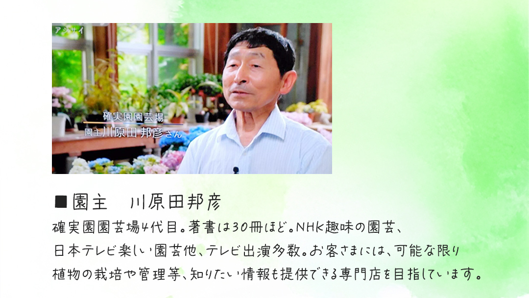 寄せ植え 多肉植物 デラックス 【 半年に1回お届け（全2回お届け）】  植物 観葉植物 インテリア 多肉 定期便