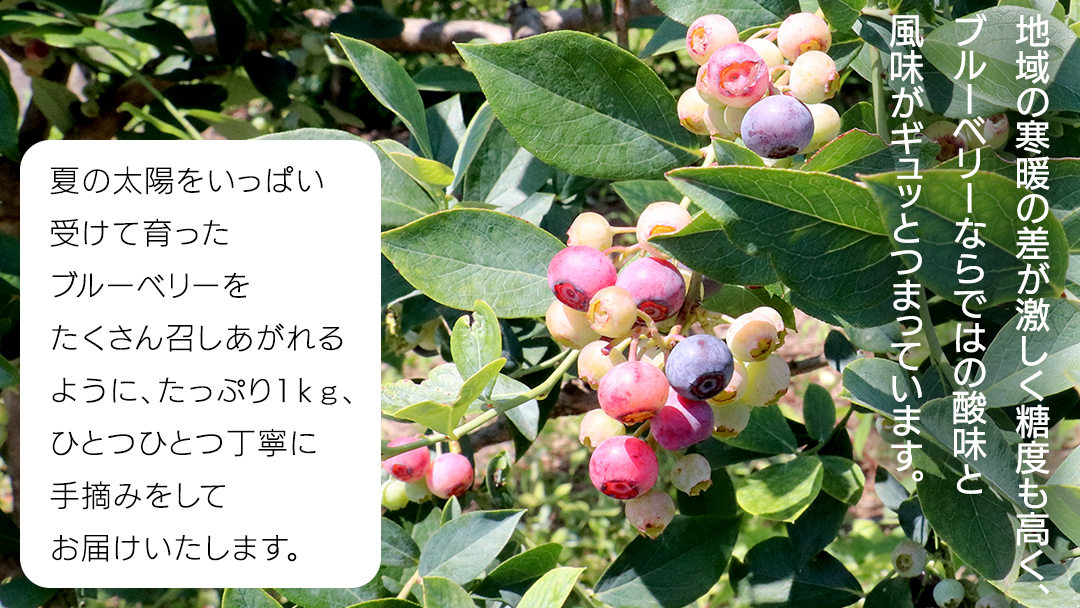 《 先行予約 》完熟 新鮮ブルーベリー 約1kg 【2026年6月上旬頃より発送開始】＜ 産地直送 ＞ ベリー 1kg 1キロ 甘い 甘酸っぱい 冷凍 大粒 おいしい 美味しい フルーツ 果物 くだもの おやつ 無農薬 農薬不使用 お取り寄せ お土産 贈り物 贈答 ギフト 国産 茨城 農園