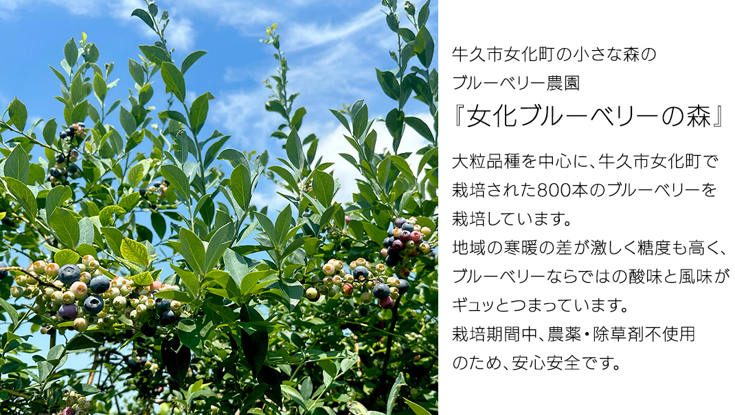 《 先行予約 》 冷凍 ブルーベリー 400g×3袋 【2026年7月上旬頃より発送開始】 冷凍 大粒 フルーツ 果物 くだもの おやつ 無農薬 農薬不使用 お取り寄せ 贈り物 ジャム スムージー