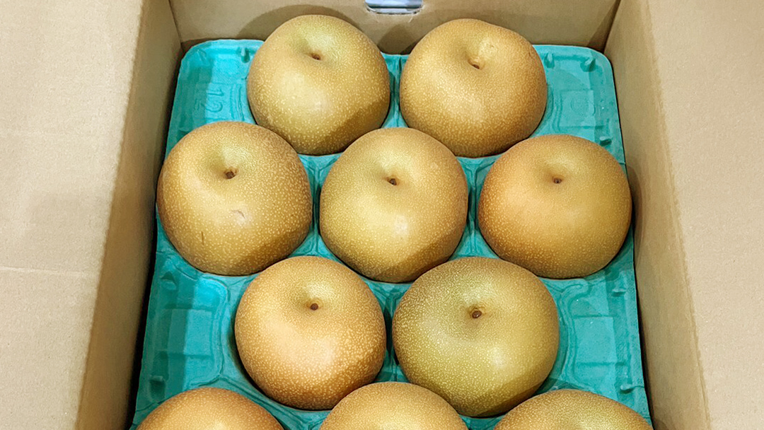 【 2026年8月下旬発送開始 】 茨城県産 梨 豊水 （約 5kg ） 10～14玉 梨 なし 和梨 日本梨 果物 フルーツ 新鮮 旬 期間限定 国産 先行予約