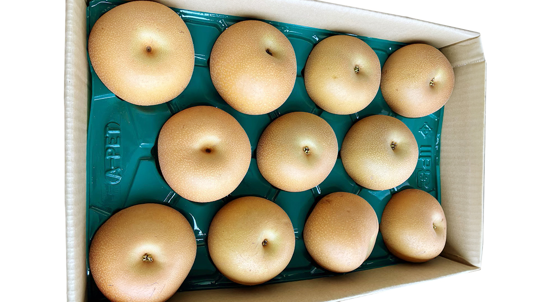 【 2026年9月下旬発送開始 】 茨城県産 梨 新高 （約 5kg ） 6～12玉 フルーツ 果物 なし ナシ 旬 新鮮 甘い 国産 ジューシー みずみずしい 先行予約