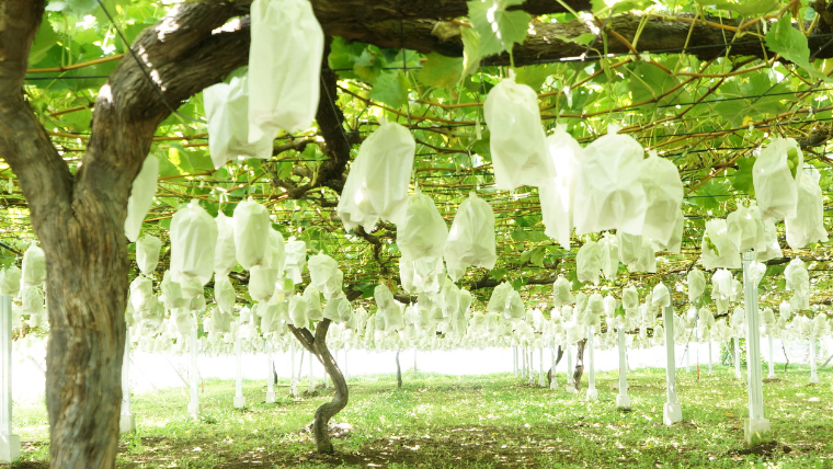 《 先行予約 》 シャインマスカット 1房 ( 約650g + 粒パック 約100g付 )【2026年8月下旬頃発送開始】 ( 共通返礼品：下妻市 ) フルーツ 果物 マスカット ぶどう 葡萄 ブドウ 旬 国産 産地直送 化粧箱 ギフト 【石﨑ぶどう園】