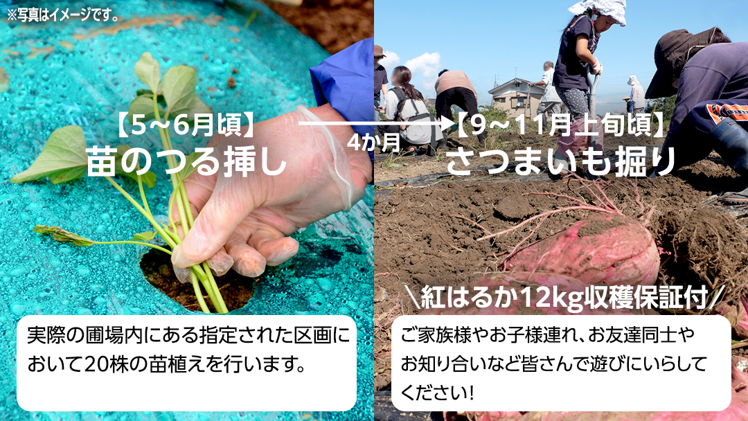 牛久 の『美味しい さつまいも』苗植え・収穫体験付【 苗植え体験 ・ さつまいも掘り ・ 配送付 】3点セット の 体験チケット ( 紅はるか 12kg収穫保証付 ) 体験 収穫 野菜 やさい 芋堀 いもほり 紅はるか