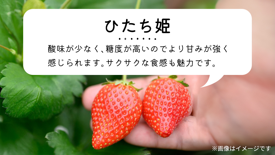 【 先行予約 】 【 定期コース 】 厳選 いちご 2パック 【 毎月 第3木曜に全3回発送 初回発送 2026年1月22日 】 ( 茨城県共通返礼品 : 常陸太田市 ) 約260g×2パック いばらキッス ひたち姫 やよいひめ から 厳選して お届け 定期便 いちご 数量限定 果物 くだもの フルーツ 苺 イチゴ 数量限定