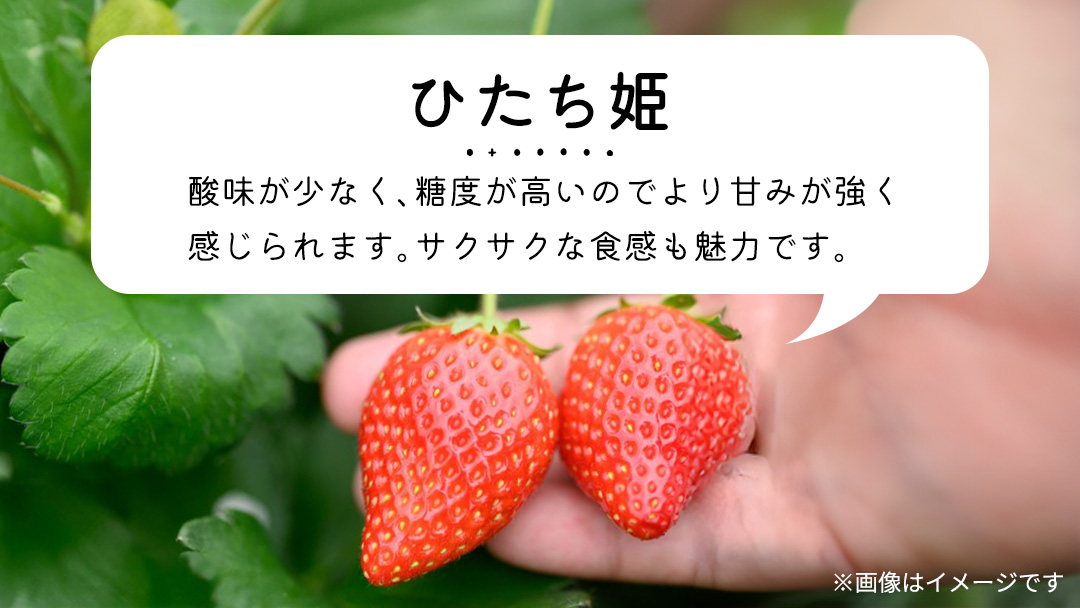 【 先行予約 】 初物 厳選いちご ( 2パック ×1箱 )【12月発送】( 茨城県共通返礼品 : 常陸太田市 ) いちご 数量限定 果物 くだもの フルーツ 苺 イチゴ ストロベリー 旬 厳選 いばらキッス ひたち姫 やよいひめ