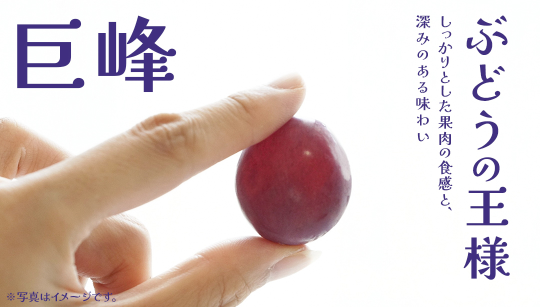 【 お中元 熨斗付き】 巨峰 ４房 【2026年8月上旬発送開始】(茨城県共通返礼品：大子町) ぶどう 葡萄 ブドウ フルーツ 果物 スイーツ ギフト 贈答用 贈り物 プレゼント
