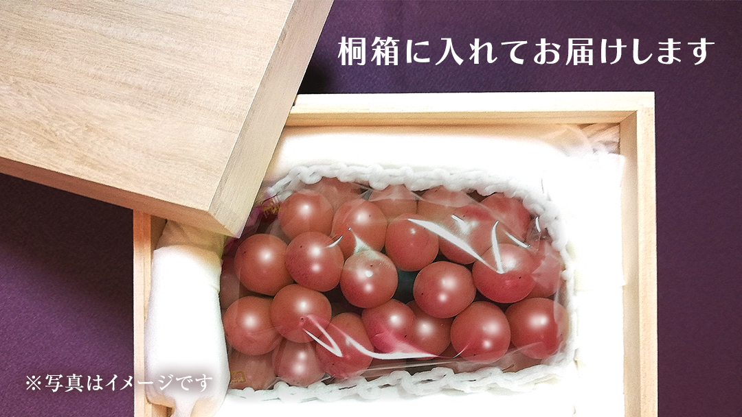 【桐箱入り】 ゴルビー １房【2026年9月上旬発送開始】(茨城県共通返礼品：大子町) ぶどう ブドウ 葡萄 果物 フルーツ 果実 贈答用 ギフト 贈り物 プレゼント
