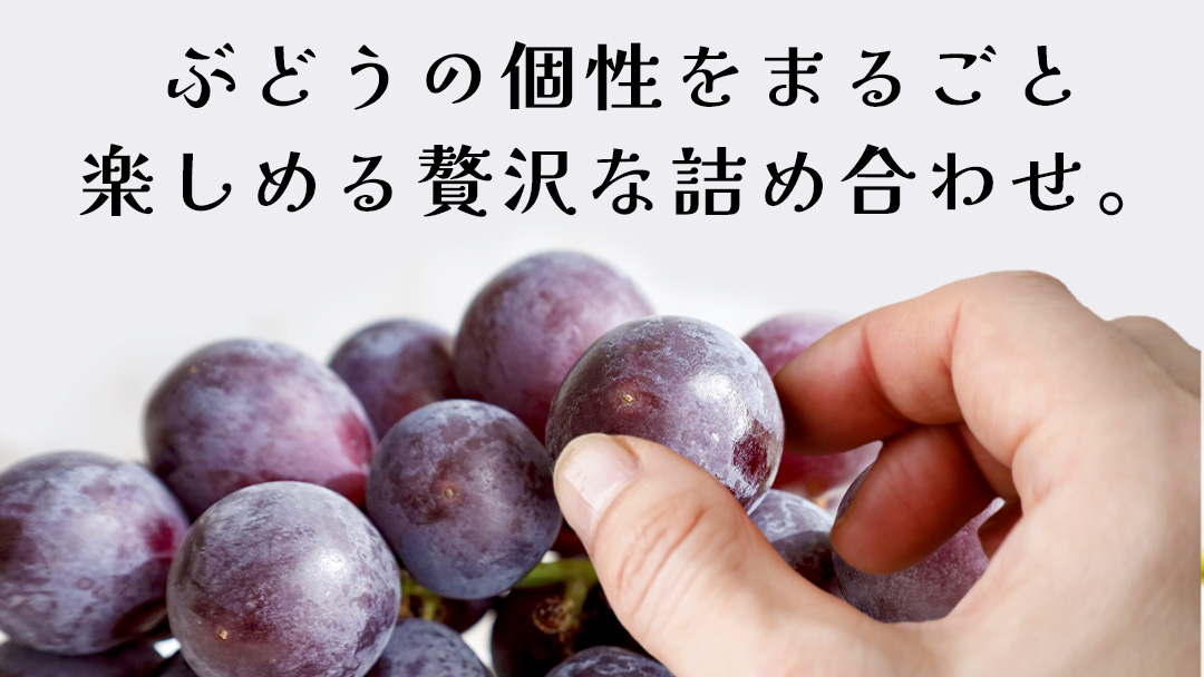 ぶどう ４品種 食べ比べ 【2026年8月上旬発送開始】(茨城県共通返礼品：大子町) ブドウ 葡萄 シャインマスカット 巨峰 ピオーネ ゴルビー 我が道 果物 フルーツ 果実