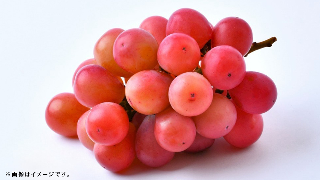 クインニーナ 約2.5kg (4～6房) 【2026年8月下旬発送開始】(茨城県共通返礼品：大子町) ぶどう 葡萄 ブドウ 果物 フルーツ 果実