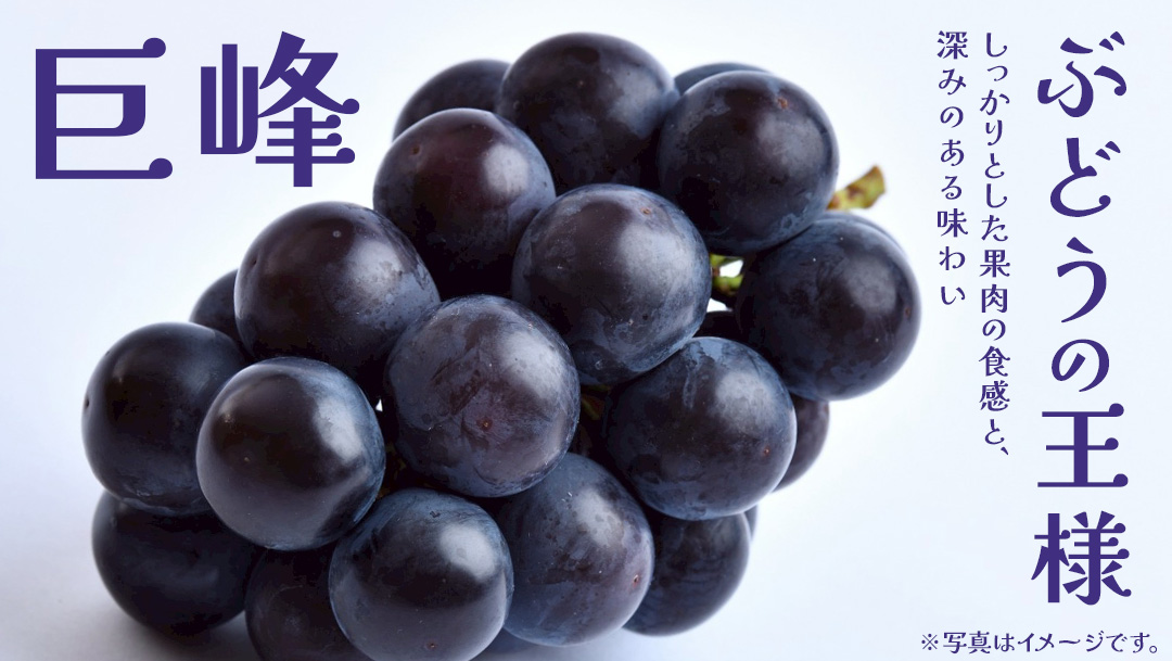 巨峰 2.5kg (4～6房)【2026年8月下旬発送開始】(茨城県共通返礼品：大子町) ぶどう 葡萄 ブドウ フルーツ 果物 スイーツ