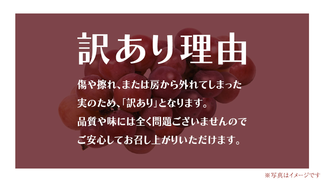 【 訳あり 】 ゴルビー 3kg 【2026年8月中旬発送開始】(茨城県共通返礼品：大子町) ぶどう 葡萄 ブドウ 果物 フルーツ 果実 ワケあり ご自宅用 ご家庭用 自分用