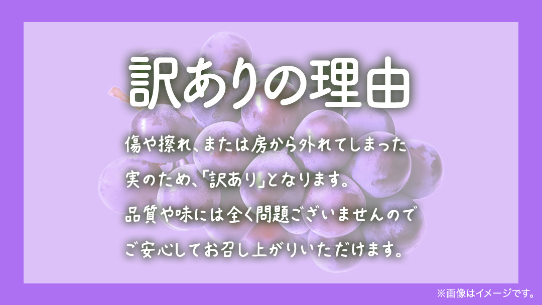 【 訳あり 】 ピオーネ 3kg 【2026年9月発送開始】(茨城県共通返礼品：大子町) ブドウ ぶどう 葡萄 ピオーネ 果物 フルーツ 果実 ワケあり ご自宅用 ご家庭用 自分用